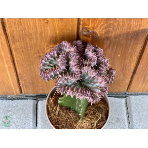 Mliečnik hrebeňovitý (Euphorbia lactea) ‘CRISTATA’ - výška 15-25 cm, kont. C1L - RUŽOVÁ